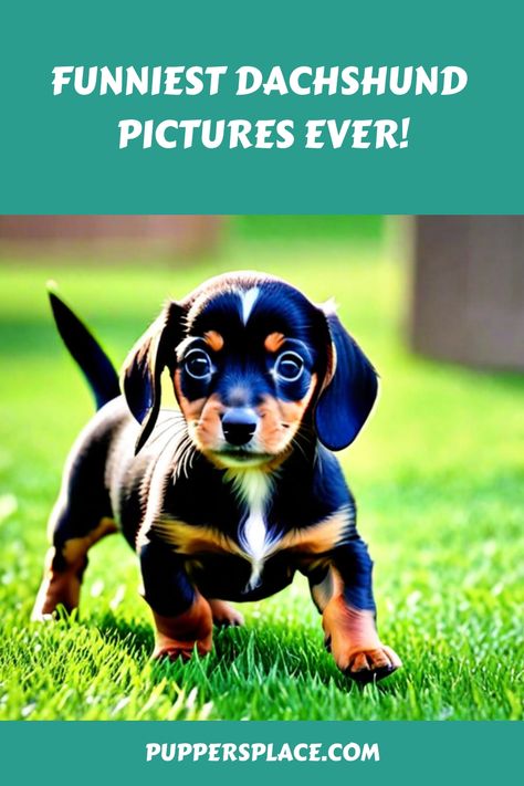 Funniest dachshund running on grass, text reads "Funniest Dachshund Pictures Ever!" and "puppersplace.com". Funny Dachshund Pictures, Puppy Snuggles, Heartwarming Photos, Dapple Dachshund, Funny Dachshund, Dachshund Puppies, Dachshund Puppy, Dachshund Love, All Things Cute