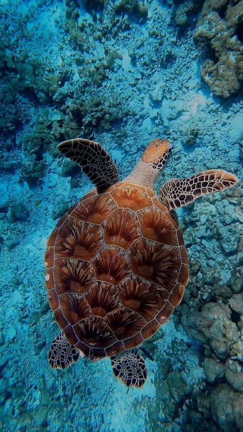 Sea Turtle Wallpaper, Sea Turtle Pictures, Turtle Wallpaper, Marine Turtle, Ocean Turtle, Cute Summer Wallpapers, Beautiful Ocean Pictures, Underwater Animals, Green Sea Turtle