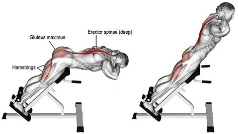 5 Best Lower Back Exercises & Workout - The Trend Spotter Best Lower Back Exercises, Exercise For Back, Back Workout Routine, Back Extension, Good Back Workouts, Back Extensions, Back Workouts, Incline Bench, Compound Exercises