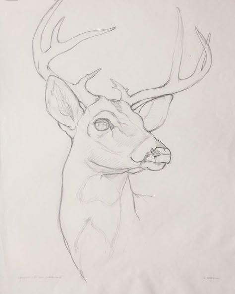 Deer Sketch, Deer Drawing, Animal Drawings Sketches, Drawing Animals, Deer Art, Art Sketches Pencil, Arte Sketchbook, Art Drawings Sketches Creative, Pencil Art Drawings