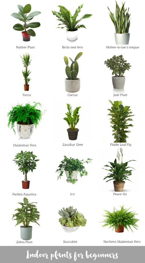 Indoor plants for beginners. Plantas de interior para principiantes. Indoor Plants For Beginners, Plants For Beginners, Plants In Pots, نباتات منزلية, Inside Plants, Best Indoor Plants, Interior Plants, Office Plants, House Plants Indoor