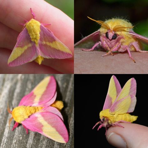 They are found in much of Britain, although their numbers have been declining in recent years is one of the most recognisable due to its striking colouration and markings. The wingspan of an adult rosy maple moth can range from 2-3 cm, with the upper wings being yellow and pink in colour. The underside of the wings are white or light grey, with small black spots along their edge’s 🥰 Pink Yellow Moth, Rosy Maple Moths, Rosie Maple Moth, Rosey Maple Moths, Rosy Maple Moth Costume, Rosy Maple Moth Art, Picasso Moth, Rose Maple Moth, Pink And Yellow Moth