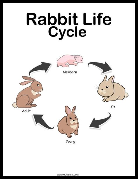 Rabbit Life Cycle [Free Diagram and Worksheets] | Mombrite Animal Life Cycle Projects, Cat Life Cycle, Easter Unit Study, Rabbit Life Cycle, Life Cycle Of Animals, Growth Worksheet, Life Cycle Worksheet, Life Cycles Preschool, Cycle Drawing