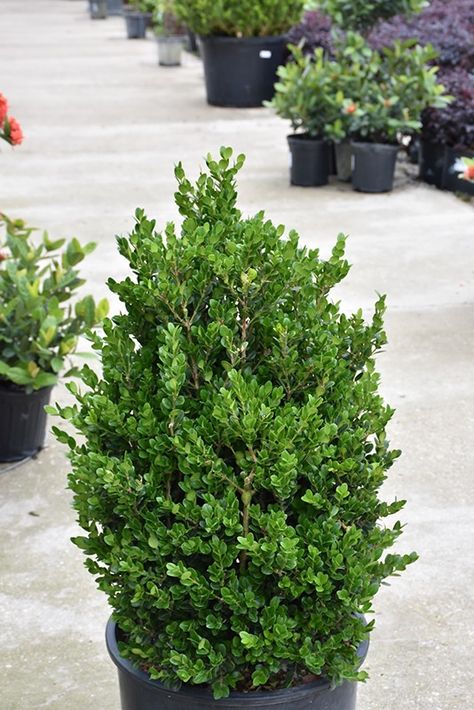 Click to view a full-size photo of Faulkner Boxwood (Buxus microphylla 'Faulkner') at All Seasons Nursery Buxus Microphylla, Japanese Boxwood, Garden Border Edging, Low Maintenance Shrubs, Alpine Garden, Full Size Photo, Outdoor Pots, Garden Borders, Evergreen Shrubs