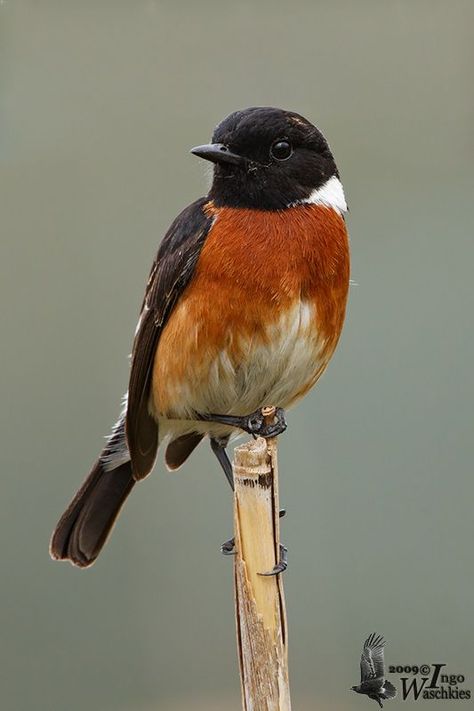 African Stonechat Stonechat Bird, Bird Names, Stonechat, Flycatchers, The Wing, Show Photos, Robins, Hummingbirds, Bird Watching