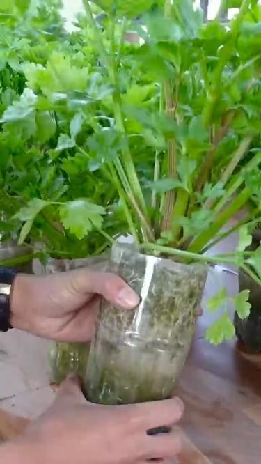 Garden Ideas With Plastic Bottles, Growing Celery, Small Plastic Bottles, Garden Hacks Diy, Grafting Plants, Garden At Home, Plants In Bottles, Diy Garden Fountains, Small Vegetable Gardens