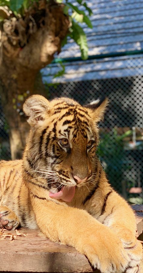 Tiger Kingdom Phuket, Thailand Tiger, Dream Bored, Bangkok Travel, Dream Jobs, Eat Pray Love, Eat Pray, Silly Animals, My Core