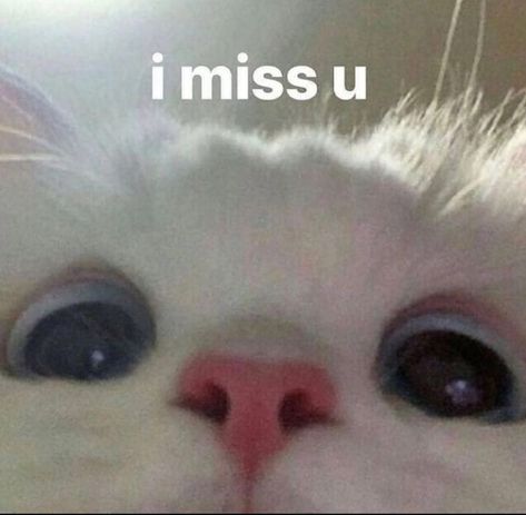 Cats Pictures, Silly Cats Pictures, I Miss U, Miss U, Cute Memes, Reaction Memes, Funny Cute Cats, Silly Cats, Reaction Pics