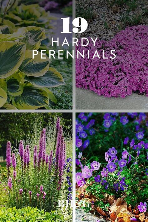 Perenial Garden, Perennial Garden Plans, Garden Wallpaper, Porch Furniture, Outdoor Flowers, Hardy Perennials, Garden Yard Ideas, Front Yard Garden, Memorial Garden