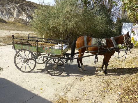 Horse Wagon, Horse Drawn Carriage, Mini Horses, Carriage Driving, Horse Drawn Wagon, Zone Diet, Penny Candy, Horse Wedding, Wagon Cart