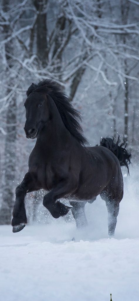 Wild Horse Wallpaper, Friesian Horse Wallpaper, Black Shire Horse Aesthetic, Black Draft Horse, Black Horses Wallpaper, Caballos Frisian, Black Horse Wallpaper Iphone, Horses Wallpaper Iphone, Dark Horse Wallpaper