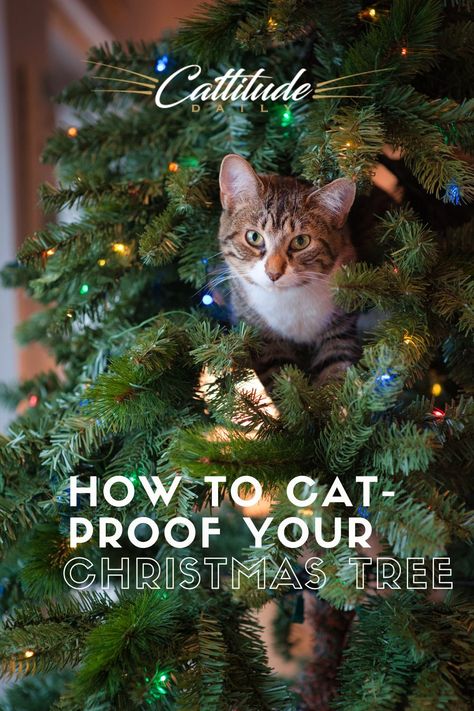 Cat Proof Christmas Tree, Cat Tips, Cool Cat Trees, How To Cat, Cat Proofing, Cat Christmas Tree, Real Christmas Tree, Cat Care Tips, Black Christmas Trees