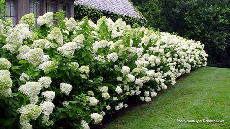 Limelight Hydrangeas, Panicle Hydrangea, Limelight Hydrangea, Hydrangea Paniculata, Outdoor Inspirations, Lawn And Garden, Shade Garden, Dream Garden, Garden And Yard