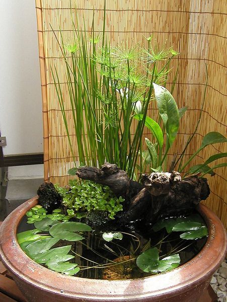 Container Ponds, Patio Ponds, Container Pond, Small Water Gardens, Tanaman Air, Fish Pond Gardens, Container Water Gardens, Patio Pond, Indoor Water Features