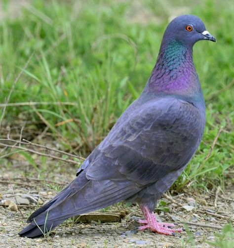 Rock Pigeon Winged Characters, Colorado Birds, Feral Pigeon, Rock Pigeon, South African Birds, Birds In Nature, African Birds, Cute Pigeon, Pigeon Pictures