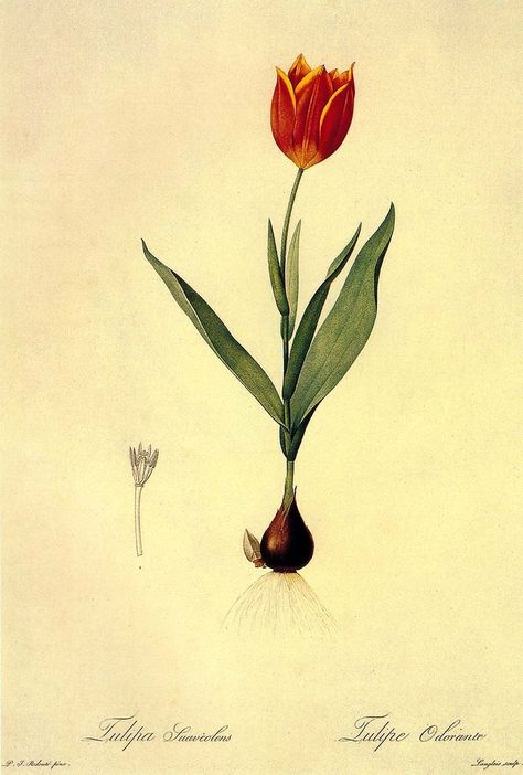 Free to print copyright free vintage Tulip paintings Botanical Tulip, Tulip Drawing, 16 Tattoo, Tulip Tattoo, Tulip Painting, Tulips Art, Illustration Botanique, Natural Curiosities, Tulip Print