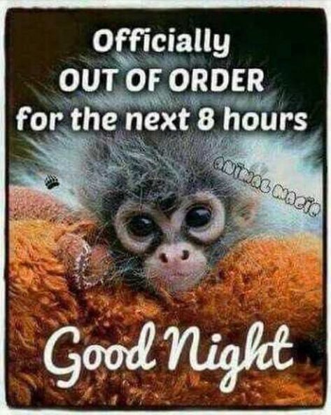 101 Good Night Memes - "Officially OUT OF ORDER for the next 8 hours. Good night." Nite Quotes, Gud Nite, Good Night Meme, Funny Good Night Images, Funny Good Night Quotes, Good Night My Friend, Evening Quotes, Good Night Funny, Bear Quote