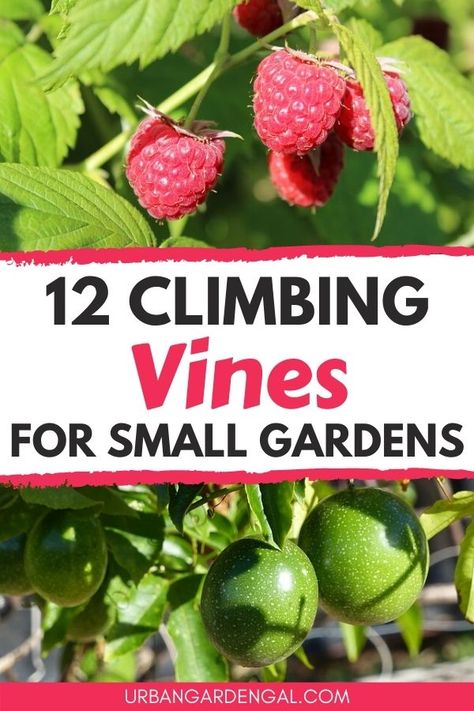 Small Edible Garden Ideas, Climbing Plants Trellis, Vegetable Trellis, Vine Plants, Vine Fruit, Vertical Vegetable Gardens, Trellis Ideas, Vertical Garden Design, Vertical Vegetable Garden