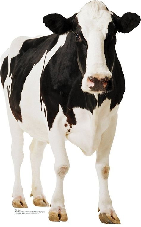 A life-sized standup poster of a cow: | 12 Gifts You're Glad Won't Fit Into A Stocking White Cows, Cow Photography, Cow Costume, I Love Cows, Holstein Cows, Farm Photography, Cow Pictures, Cow Gifts, Cow Decor