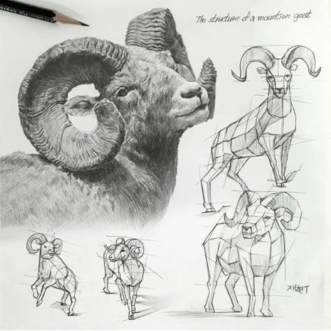 Goat Drawing, Sheep Drawing, Trust Design, Structural Drawing, Draw Together, Bighorn Sheep, Animal Drawings Sketches, Pen Art Drawings, Animal Study