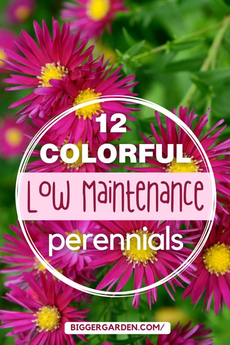 Discover 12 low maintenance perennial flowers perfect for your garden. Enjoy easy-to-grow blooms that come back every year. Border Flowers Perennials, Midwest Perennial Garden Design, Cottage Garden Flowers Perennials, Perinnals Flower Beds, Longest Blooming Perennials, Mounding Perennial, Perennial Flower Beds, Part Shade Perennials, Low Maintenance Perennials