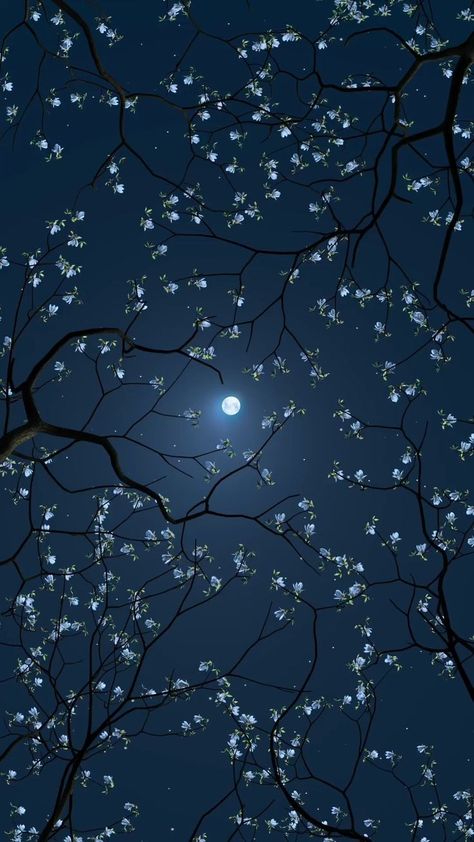 Cherry Blossom Night Wallpaper, Starry Sky Photography, Moon And Flowers Wallpaper, Moon Landscape Wallpaper, Night Wallpaper Iphone, Blue Moon Wallpaper, Lockscreen Nature, Iphone Wallpaper Mountains, Beautiful Moon Pictures