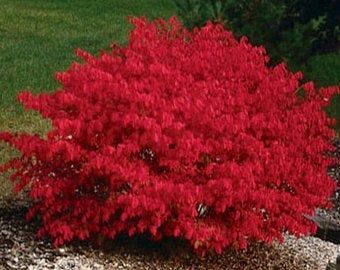 Dwarf Burning Bush euonymus alatus Live Plant Quart | Etsy Burning Bush Plant, Burning Bush Shrub, Euonymus Alatus, Bush Plant, Burning Bush, Garden Wallpaper, Garden Shrubs, Flowering Shrubs, Evergreen Shrubs