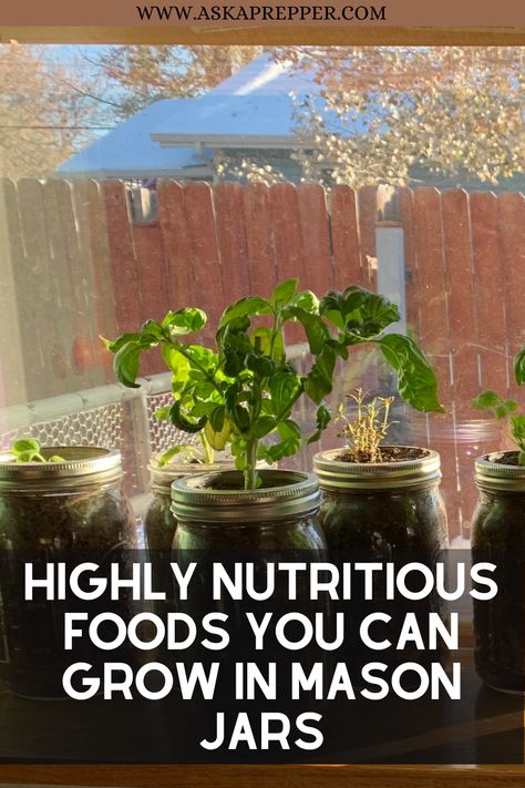 Mason Jar Garden Ideas, Mason Jar Hydroponics Diy, Mason Jar Herb Garden Indoor, Grow Foods, Kratky Method, Mason Jar Plants, Bell Pepper Plant, Mason Jar Garden, Mason Jar Herb Garden