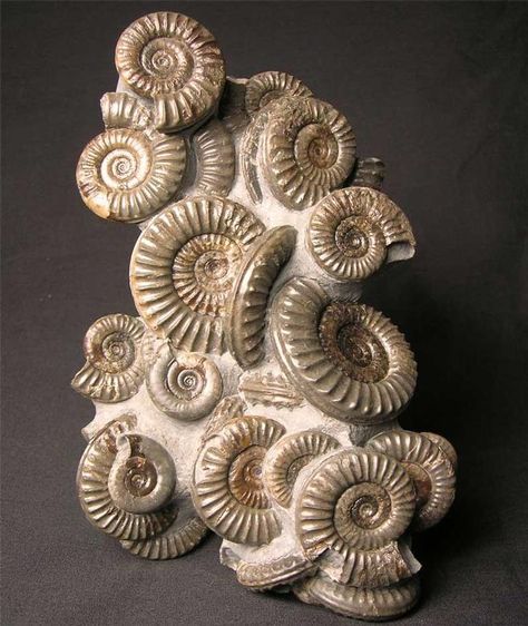 Fossil Art, Geometry In Nature, Mermaid Statues, Growth And Decay, Animal Skeletons, Fossil Bones, Rocks And Fossils, Geology Rocks, Dinosaur Fossils