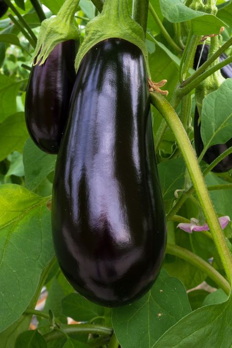 The Secret To Growing Eggplant - How To Plant, Grow & Harvest Eggplant Eggplant Growing, Grow Eggplant, Eggplant Benefits, Growing Eggplant, Nightshade Plant, Eggplant Plant, Eggplant Varieties, Vegetable Garden Diy, Pole Beans