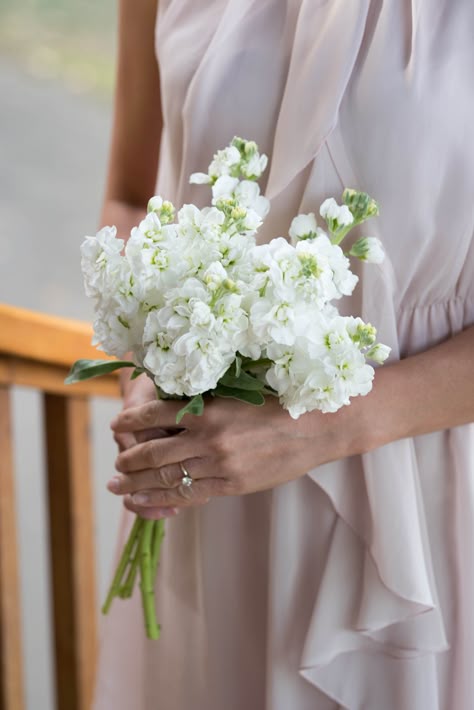 Very Small Bridesmaid Bouquet, Simple Long Stem Wedding Bouquet, Dainty White Bridal Bouquet, Stock Bouquet Wedding, Single Flower Bridesmaid Bouquet Simple, White Simple Bridesmaid Bouquet, Single Type Of Flower Bouquet, White Stock Bouquet, Single Bloom Bridesmaid Bouquet