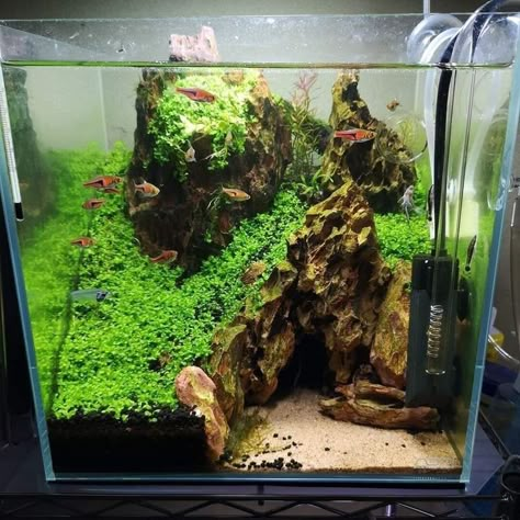 Cool Fishtank Ideas, Small Freshwater Aquarium, Square Fish Tank Ideas, Black Substrate Aquarium, Square Aquascape, 29 Gallon Aquascape, Cube Fish Tank, Cube Tank Aquascape, Planted Betta Tank Aquascaping