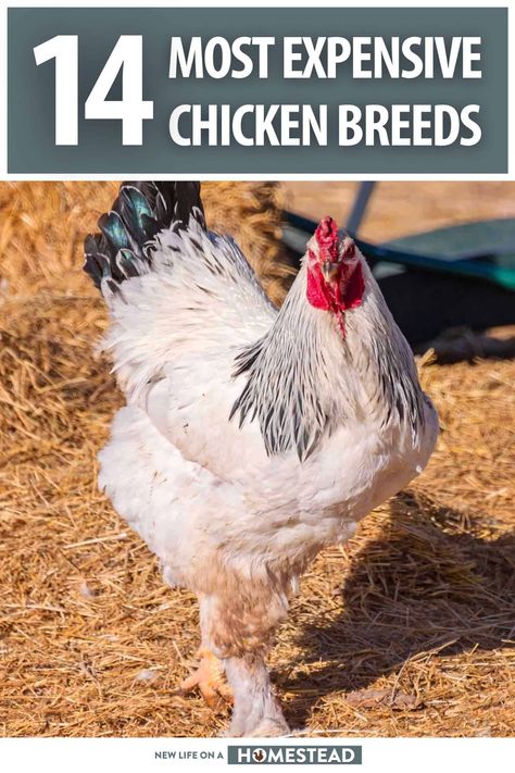 If you want unique, heritage or rare chicken breeds you'll have to pay for them. Here is a list of the 14 most expensive chickens in the world. #chickens Rare Chicken Breeds, Heritage Chickens, Wild Food Foraging, Natural Cleaning Recipes, Animal Husbandry, Homestead Survival, Chicken Breeds, Rare Breed, Wild Food