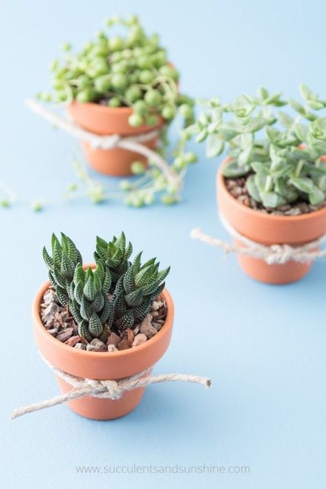 These succulent wedding favors in small terra cotta pots are so easy to make and are sure to be a hit! Plus you can order everything you need in one place Watering Succulents, Table Gifts, Succulent Bouquet Wedding, Succulent Wedding Favors, Blue Succulents, Succulent Favors, Succulent Cuttings, Succulent Centerpieces, Succulent Garden Diy