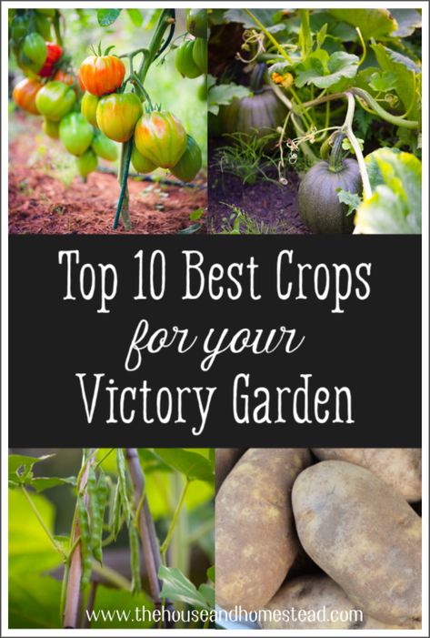 Top 10 Best Crops for Your Victory Garden - The House & Homestead Victory Gardens, Homestead Gardens, Pole Beans, Victory Garden, Survival Gardening, Landscaping With Large Rocks, Grow Your Own Food, Garden Stones, Gardening For Beginners