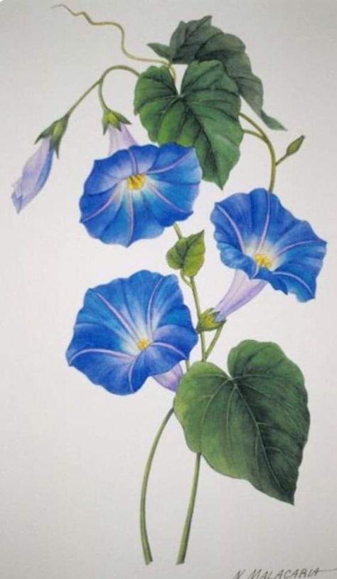 Blue Flower Clipart, Morning Glory Tattoo, Morning Glory Vine, Blue Morning Glory, Morning Glory Flowers, Blue Flower Wallpaper, Digital Fashion, Watercolor Flower Art, 수채화 그림