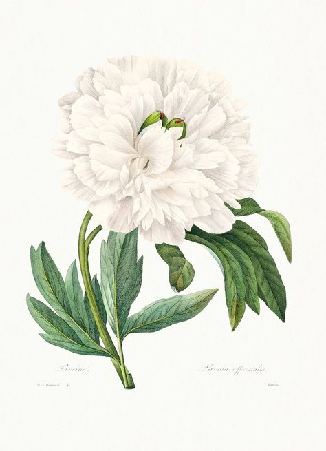 Peony from Choix des plus belles fleurs (1827) by Pierre-Joseph Redouté. Original from Biodiversity Heritage Library. Digitally enhanced by rawpixel. | free image by rawpixel.com / Biodiversity Heritage Library (Source) Botanical Home, Southern Decor, Peony Print, Botanical Illustration Vintage, Girly Wall Art, White Peony, Peonies Garden, Vintage Botanical Prints, White Florals