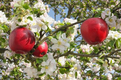 Red apples in apple tree. Surrounded by blossoming apple tree branches , #SPONSORED, #apple, #apples, #Red, #tree, #branches #ad Blooming Apple, Apple Tree Flowers, Apple Tree Blossoms, Blooming Apples, Apple Blossom Flower, Background References, Apple Flowers, Candle Fragrance Oil, Gala Apples