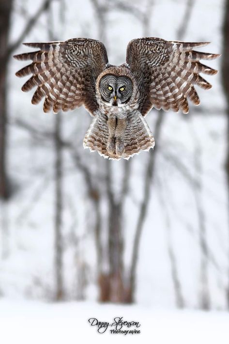 Bird Reference Photos, Bird Reference, Owl Photography, Grey Owl, Great Grey Owl, Nature Hiking, Gray Owl, Quebec Canada, Rest In Peace