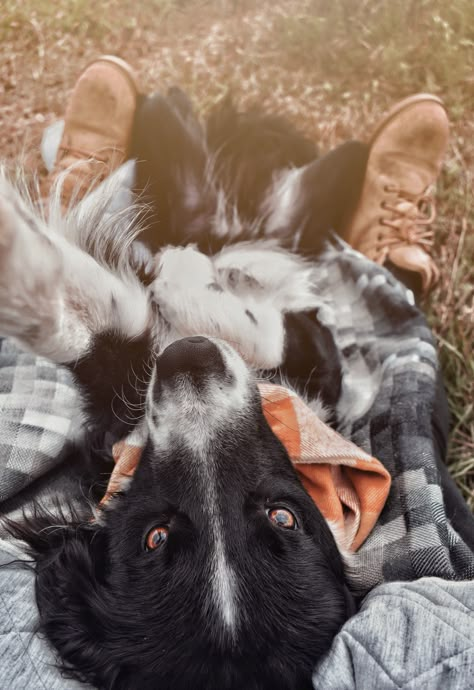 2 Dogs Aesthetic, Poses To Do With Your Dog, Photoshoot With Your Dog, Photoshoots With Dogs, Small Dog And Owner Photoshoot, Dog Picture Ideas, Border Collie Aesthetic, Border Collie Photography, Girl Photoshooting Ideas With Dog