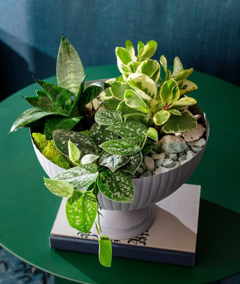 Indoor Plant Centerpiece, Plant Combinations Indoor, Indoor Container Gardening, Houseplant Centerpiece, Tabletop Garden, Planter Arrangements, Plant Centerpieces, Planter Centerpiece, String Garden