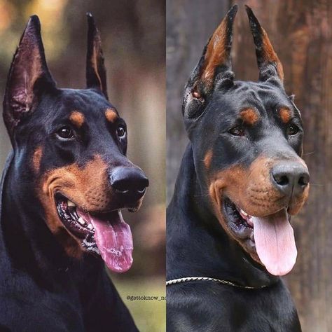 American Doberman, Canine Anatomy, Doberman Training, Dog Mouth, European Doberman, Doberman Pinscher Dog, Pinscher Dog, Doberman Dogs, Fashionable Accessories