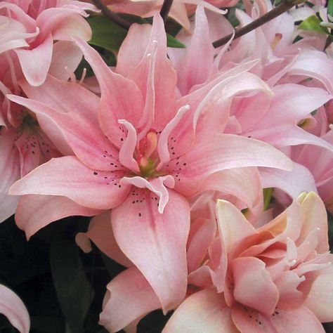 Elodie Asiatic Lily  | Flowers Flower Bulbs Lily Bulbs Lily 'Elodie' Lily Elodie, Lily Seeds, Lily Bulbs, Asiatic Lilies, Lily Wedding, Nothing But Flowers, Flower Therapy, I Love Flowers, Pretty Plants