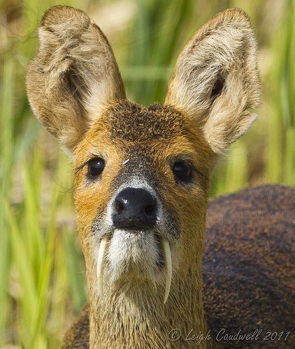 The endangered Himalayan or White-bellied Musk Deer (Moschus ... Vampire Deer, Chinese Water Deer, Musk Deer, Water Deer, Scary Vampire, Deer Species, Small Deer, Cool Animals, Rare Animals