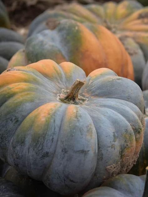 Heirloom Pumpkins: Jarrahdale Stacked in Storage Room Jarrahdale Pumpkin, Winter Squash Varieties, Heirloom Pumpkins, Crop Ideas, Types Of Gardens, Cactus Gardens, Pumpkin Varieties, Pale White Skin, Cinderella Pumpkin