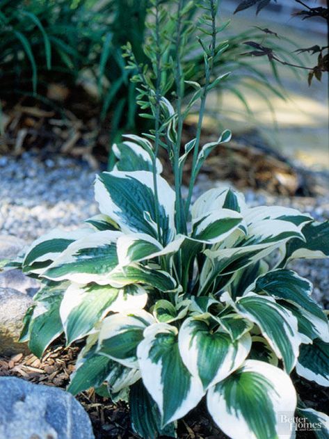 'Patriot' hosta has become a garden favorite because of its crisp, clean variegation. The broad white edges around the dark green leaves practically glow in the shade. Awarded Hosta of the Year in 1997 by the American Hosta Growers Association, 'Patriot' is an exceptional selection that's beautiful and performs very well in the landscape. Size: 12 inches tall, 30 inches wide Zones: 3-9 Slug Resistant: No ... Hosta Patriot, Hosta Plantaginea, Hosta Care, Variegated Hosta, Hosta Varieties, Light Purple Flowers, Shade Garden Plants, Hosta Gardens, Hosta Plants