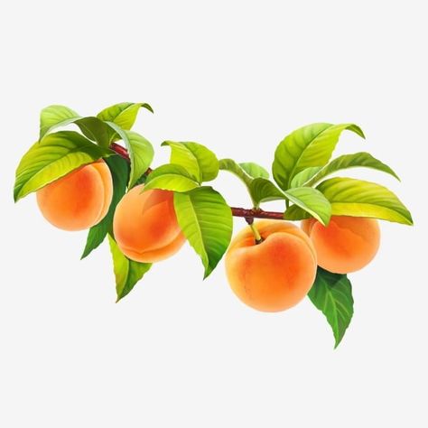 yellow,eating,nature,vegetarian,vitamin,organic,natural,juicy,tropical,green,white,orange,apricot,berry,bone,branch,flora,food,fruit,isolated,leaf,sweet,white background,leaf clipart,food clipart,fruit clipart,orange clipart,nature clipart,bone clipart,leaves clipart Peaches On Branch, Apricot Illustration, Watercolour Vegetables, Apricot Juice, Peach Leaves, Fruits Clipart, Vitamins For Vegetarians, Watercolor Fruits, Spring Flowers Background