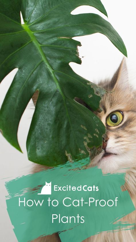 Plant Cat Litter, Cat Safe Hanging Plants, Dangerous Plants For Cats, Poisonous Plants For Cats, Cat Proofing Plants, Cat Proof Indoor Plants, Cat Proof House Plants, How To Keep Cats Out Of House Plants, How To Protect Plants From Animals