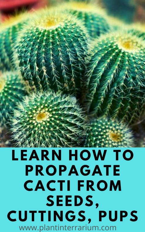 In this post, we will give you the full guide on cactus propagation from seeds, stem and leaf cuttings, offsets and share tips. You will be able to learn new secrets on how to successfully propagate a cactus. Propagating Cactus Plants, Growing Cactus From Seed, Cactus Identification, Propagating Cactus, Cactus Propagation, Diy Terrariums, Propagate Succulents From Leaves, Rat Tail Cactus, Succulents Care