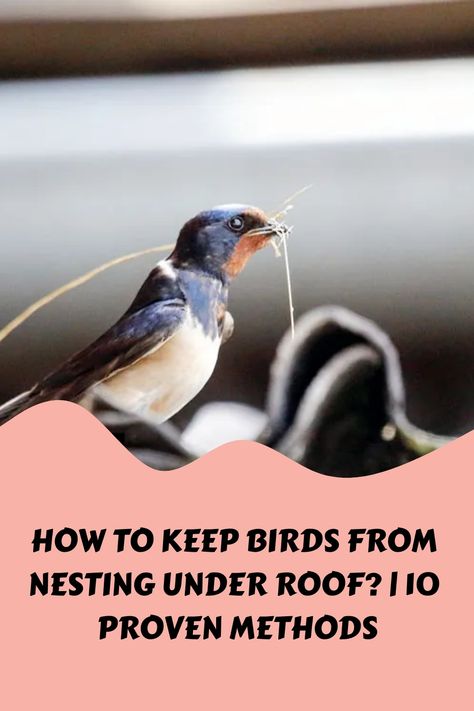 How To Keep Birds From Nesting Under Roof? | 10 Proven Methods https://birdever.com/how-to-keep-birds-from-nesting-under-roof Bird Repellent Spray, Porch Eaves, Bird Deterrents, Mocking Birds, Bird Control, Bird Repellents, Japanese Zen Garden, Metal Carports, Bird Nests